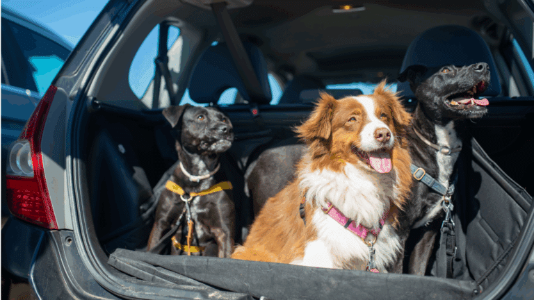 Protéger l’intérieur de votre voiture de vos animaux de compagnie