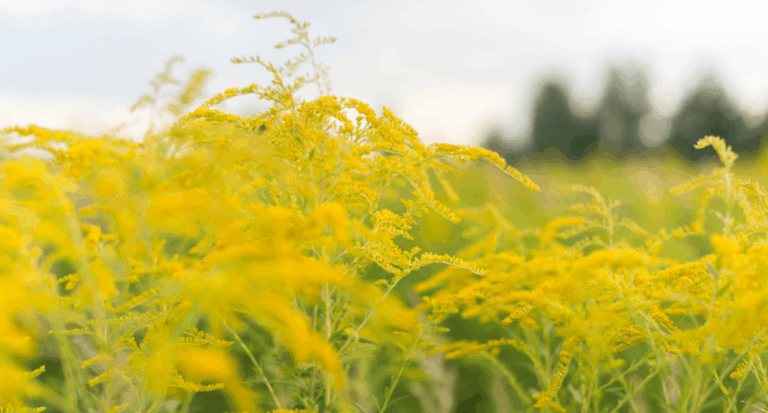 Comment enlever le pollen de la carrosserie de sa voiture ?